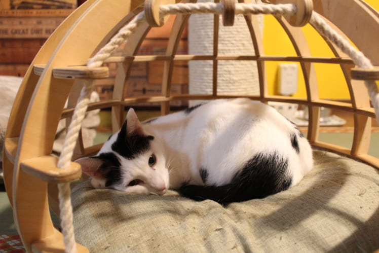 猫の殺処分を0にしたい！」保護猫カフェ・ネコリパブリックの想い 