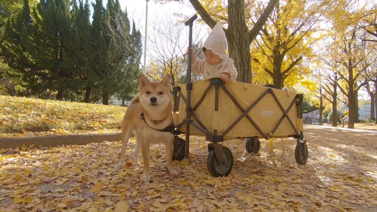 りんご郎一家に尋ねる 柴犬と1歳娘のいる生活 の魅力 やる気ラボ やる気の出る毎日をつくる ライフスタイルマガジン