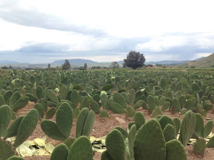 メキシコのサボテン畑