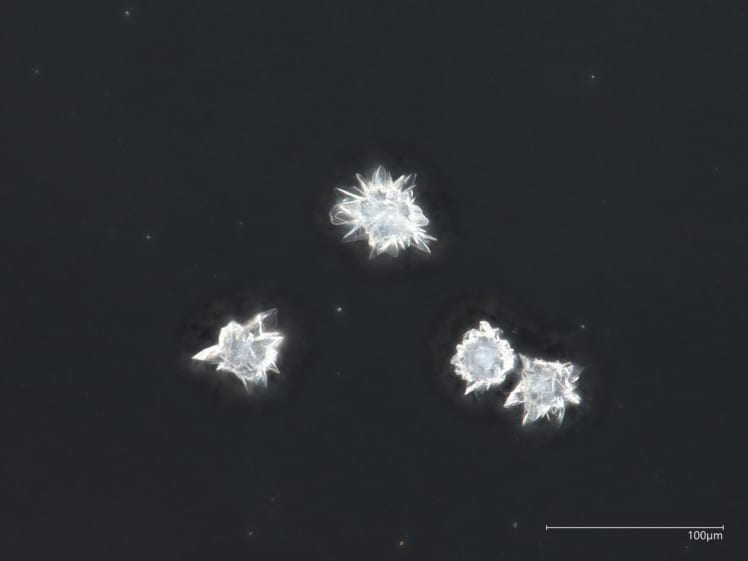 サボテンから取り出したシュウ酸カルシウム(大気中の二酸化炭素を結晶化したもの)