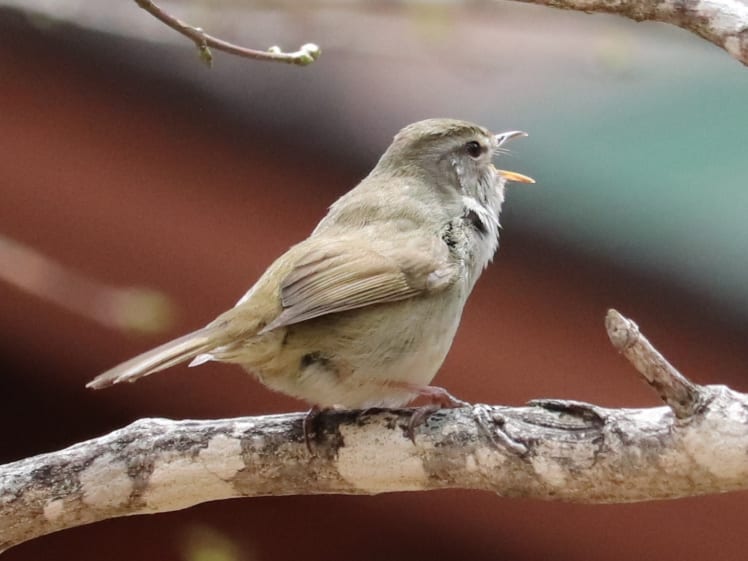 森の小鳥ウグイス。上高地では130種類以上の鳥を確認（写真：本人提供）