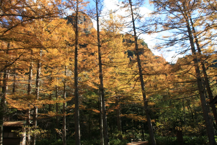 秋の上高地を美しく彩る、カラマツの黄葉（写真：本人提供）