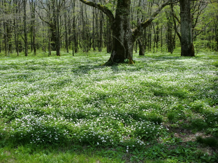 上高地の春を代表する花、ニリンソウ（写真：本人提供）